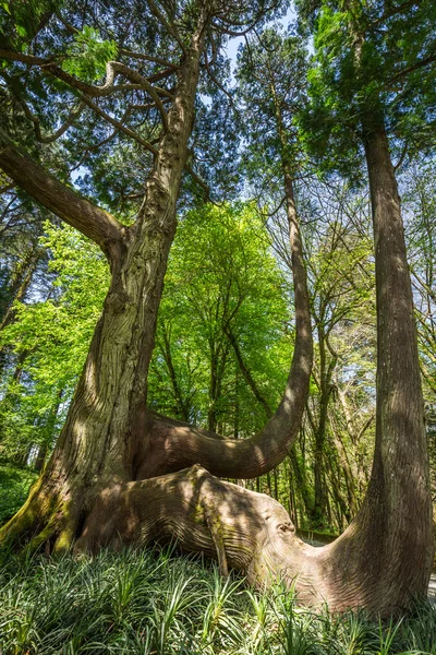 Jardin d'eden jardin situé à Sintra, Portugal — Photo