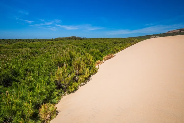 Písečné duny městě Bolonia beach, provincie Cádiz, Andalusie, Španělsko — Stock fotografie