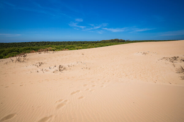 Песчаная дюна пляжа Болония, провинция Кадис, Андалусия, Испания
