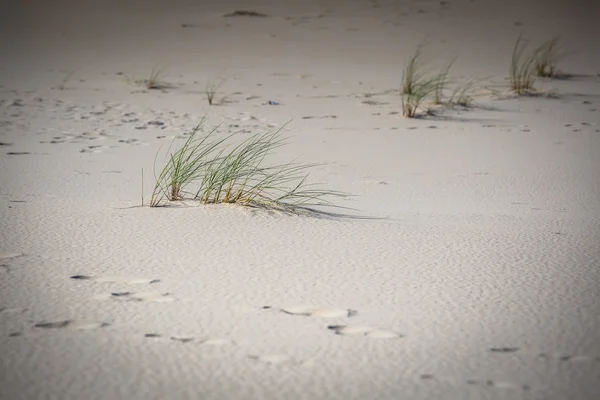 Les dunes du parc national Slowinski en Pologne — Photo