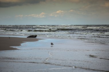 Bir görünümü güzel kumlu plaj Leba town, Baltık Denizi, Polonya
