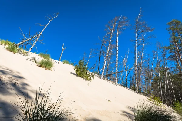 Slowinski 국립 공원, 폴란드에 모래는 이동 언덕 암 갈색 — 스톡 사진