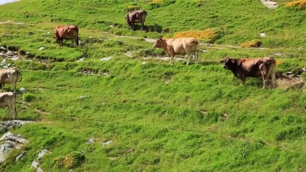 Vaches dans les champs de montagne en Espagne 