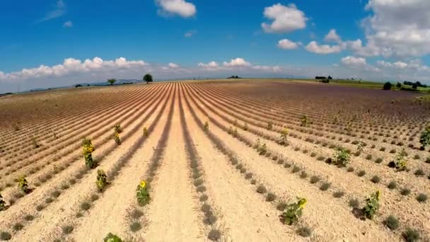 Vídeo aéreo Provenza - campo de lavanda en Gordes, Francia — Vídeos de Stock