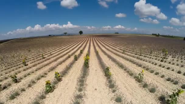 Antennenvideo provence - Lavendelfeld in den Schluchten, Frankreich — Stockvideo