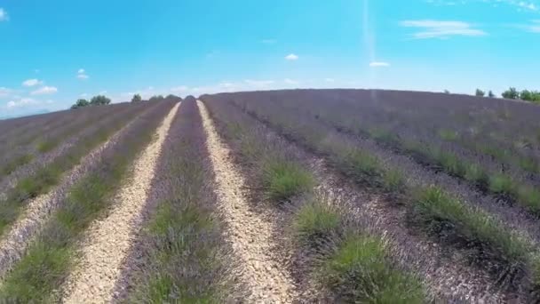 Aerial video Provence - lavender field in the Gordes ,France — Stock Video