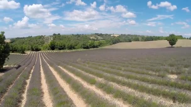 Antennenvideo provence - Lavendelfeld in den Schluchten, Frankreich — Stockvideo