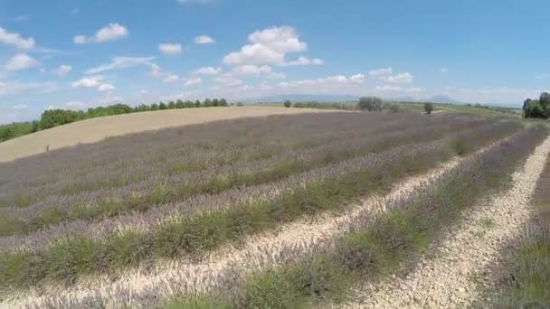 Légi videóinak provence - levendula mező-gordes, Franciaország — Stock videók