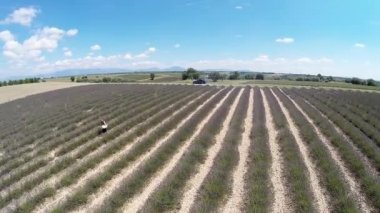 Havadan video provence - lavanta alanında gordes, Fransa