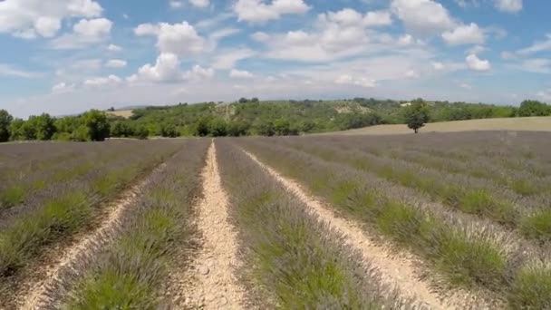 航空ビデオ プロヴァンス - ゴルド、フランスのラベンダー畑 — ストック動画