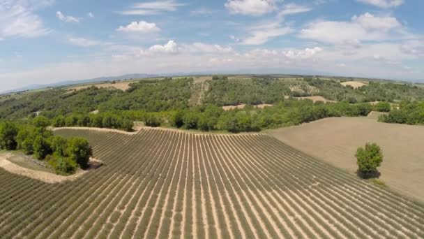 Vídeo aéreo Provence - Campo de lavanda em Gordes, França — Vídeo de Stock