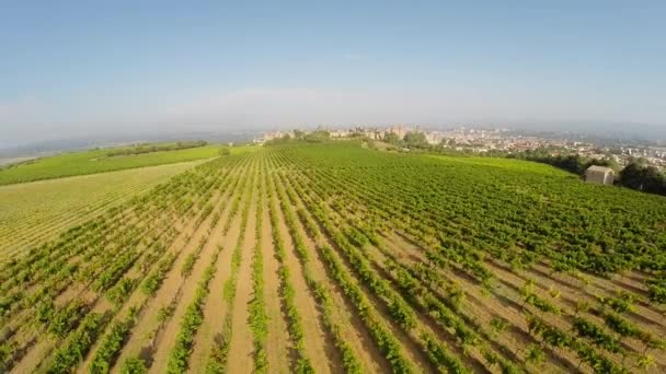 Vídeo aéreo del casco antiguo de Carcasona desde el viñedo. Sur de Francia — Vídeo de stock