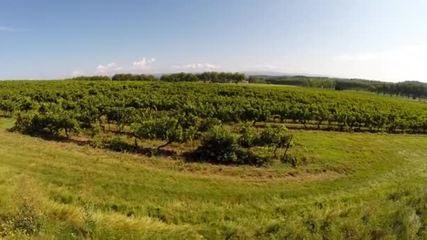 Flug über einen französischen Weinberg — Stockvideo