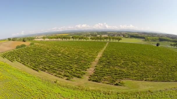 Flug über einen französischen Weinberg — Stockvideo