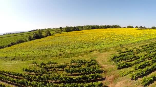 Vidéo aérienne un beau champ de tournesol 