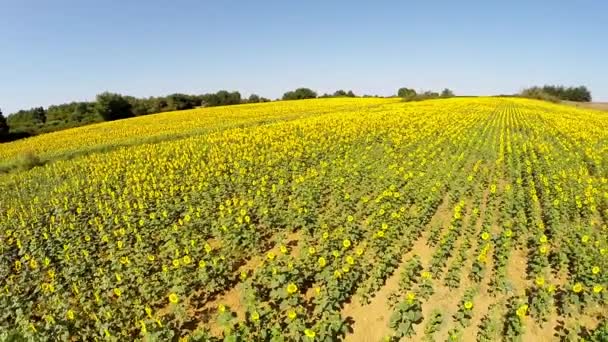 Vídeo aéreo um belo campo de girassol — Vídeo de Stock