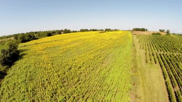 Vidéo aérienne un beau champ de tournesol — Video