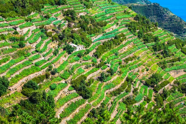 Widok na wybrzeże cinque terre miejscowości vernazza, winorośli i — Zdjęcie stockowe