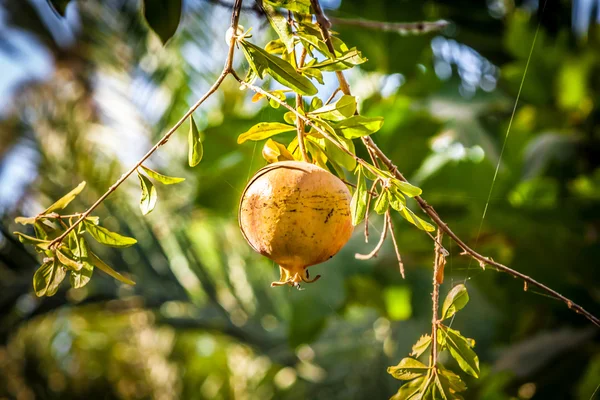 Fruta de romã colorida madura no ramo de árvore. A folhagem em t — Fotografia de Stock