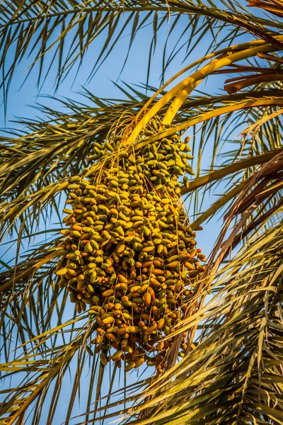 Beautiful yellow khalal dates in a tree — Stock Photo, Image