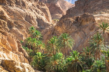 Mountain oasis Chebika at border of Sahara, Tunisia, Africa clipart