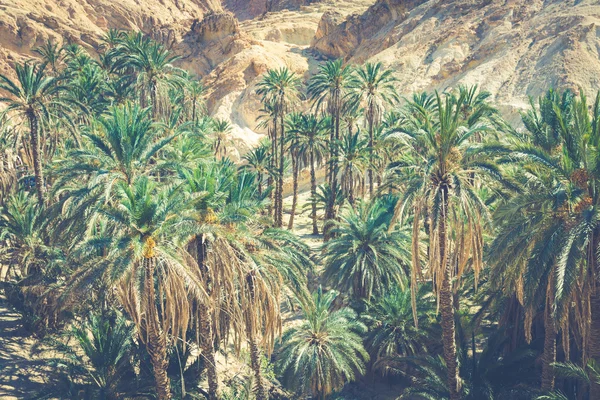 Oasi di montagna Chebika al confine del Sahara, Tunisia, Africa — Foto Stock