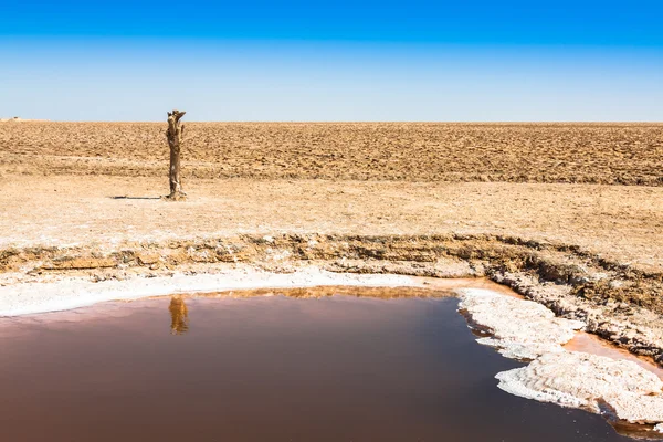 Chott el Djerid, zoutmeer in Tunesië — Stockfoto