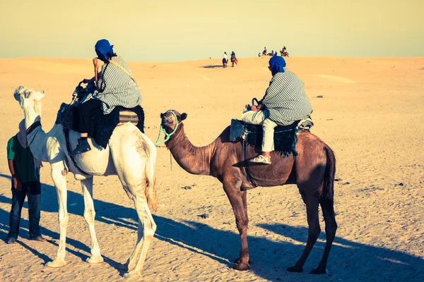 Beduinen führen Touristen auf Kamelen bei kurzer Touristentour durch — Stockfoto