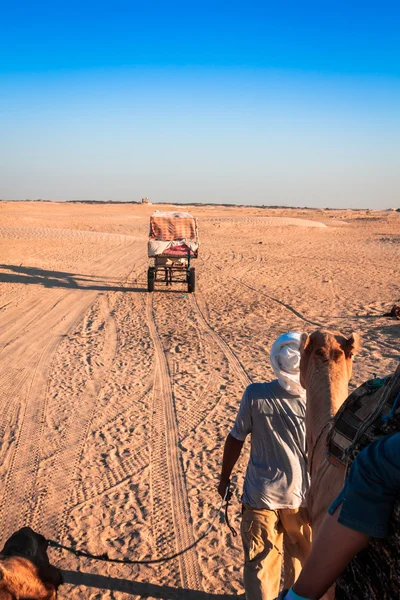 Beduinen führen Touristen auf Kamelen bei kurzer Touristentour durch — Stockfoto