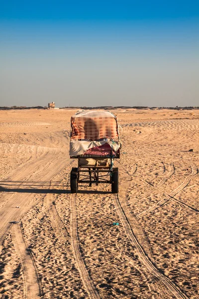 Los beduinos llevan a los turistas en camellos en un corto recorrido turístico alrededor —  Fotos de Stock