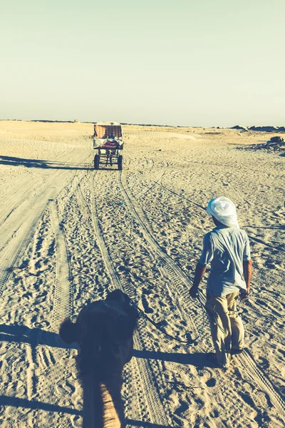 Beduins principais turistas em camelos em curto passeio turístico ao redor — Fotografia de Stock
