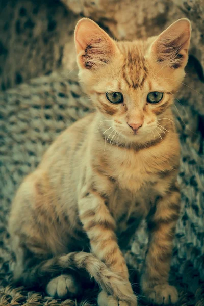 Tabby Cat olha para a câmera — Fotografia de Stock