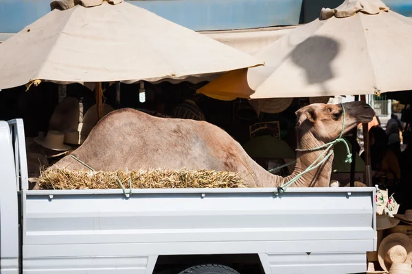 Transporte de camelo de carro na Tunísia — Fotografia de Stock