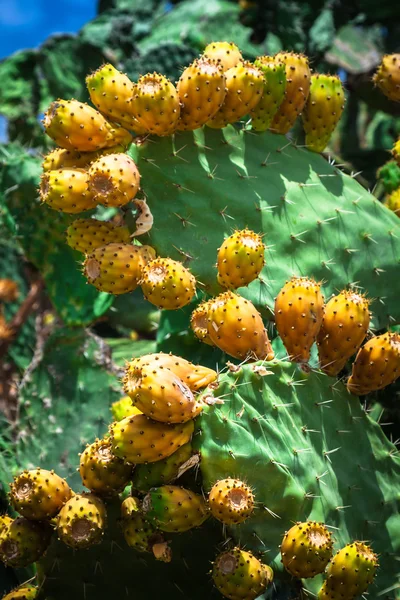 Pianta di fico d'India (opuntia ficus-indica) ) — Foto Stock