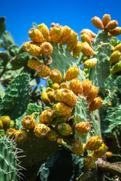 Prickly pear cactus plant ( opuntia ficus-indica) — Stock Photo, Image