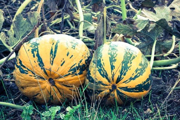 Pumpkins on the field — Stock Photo, Image