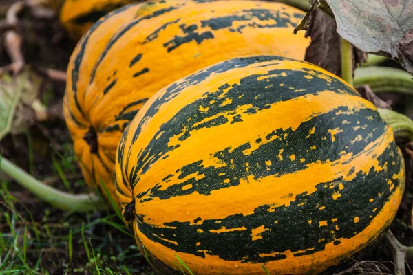 Pumpkins on the field — Stock Photo, Image