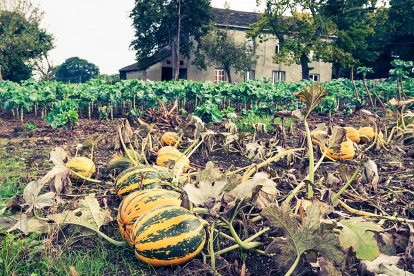 Pumpkins on the field — Stock Photo, Image