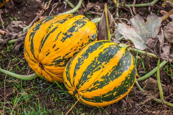 Pumpkins on the field — Stock Photo, Image