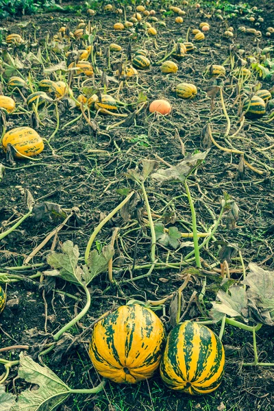 Pumpkins on the field — Stock Photo, Image