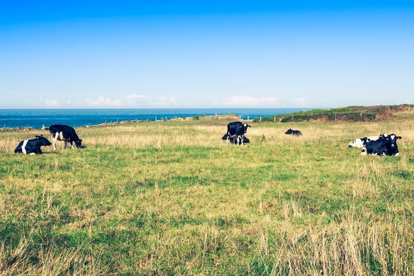 Spanish milk cow in the seaside farm,Asturias,Spain — Stock Photo, Image