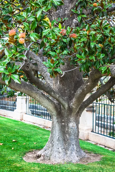 Der königliche palastgarten, aranjuez, gemeinschaft von madrid, spanien, eur — Stockfoto