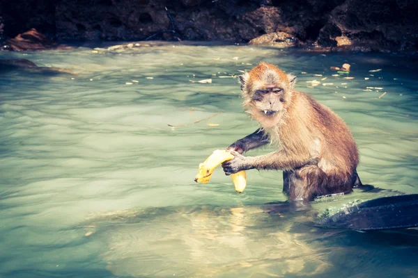 Aap van Monkey strand in Thailand — Stockfoto