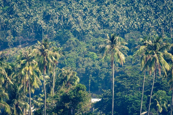 Seyahat tatil arka plan - tatil - Phi ile tropik ada- — Stok fotoğraf