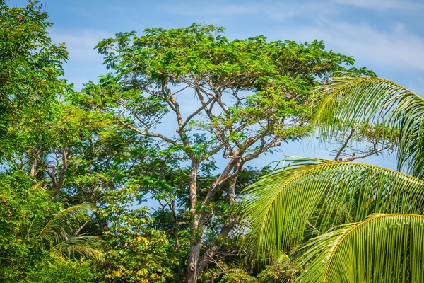 Forêt de jungle. Arbres tropicaux en Thaïlande, Asie — Photo