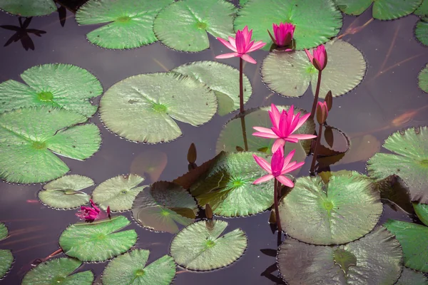 Il fiore di loto . — Foto Stock