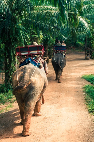 กลุ่มนักท่องเที่ยวขี่ผ่านป่าที่ด้านหลังของช้าง — ภาพถ่ายสต็อก