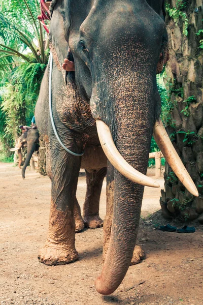 Elefante na Tailândia — Fotografia de Stock