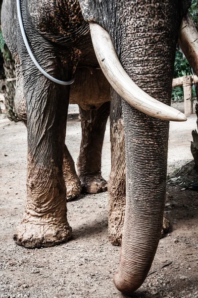 Elefante en Tailandia —  Fotos de Stock