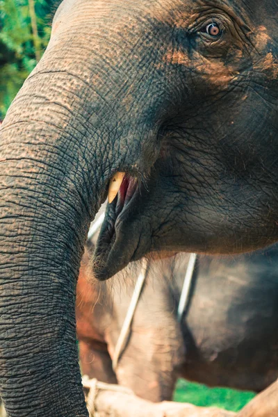 Elephants in Thailand — Stock Photo, Image